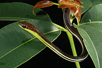 Painted Bronzeback (Dendrelaphis pictus) snake, Lambir Hills National Park, Sarawak, Malaysia