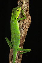 Green Crested Lizard (Bronchocela cristatella), Lambir Hills National Park, Sarawak, Malaysia