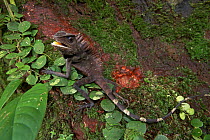 Borneo Anglehead Lizard (Gonocephalus bornensis) in defensive posture, Lambir Hills National Park, Sarawak, Malaysia