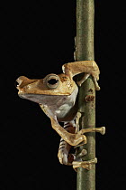 Bornean Eared Frog (Polypedates otilophus), Lambir Hills National Park, Sarawak, Malaysia