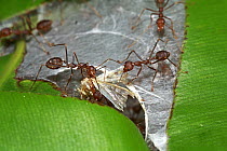 Green Tree Ant (Oecophylla smaragdina) pair dissecting moth, Lambir Hills National Park, Sarawak, Malaysia