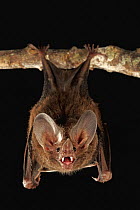 Fringe-lipped Bat (Trachops cirrhosus) roosting and calling, Smithsonian Tropical Research Station, Barro Colorado Island, Panama