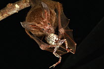 Fringe-lipped Bat (Trachops cirrhosus) feeding on frog, Smithsonian Tropical Research Station, Barro Colorado Island, Panama