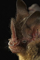 Striped Hairy-nosed Bat (Mimon crenulatum) face, Smithsonian Tropical Research Station, Barro Colorado Island, Panama