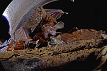 Fringe-lipped Bat (Trachops cirrhosus) attacking frog, Smithsonian Tropical Research Station, Barro Colorado Island, Panama