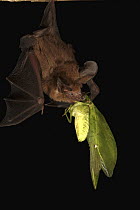 Hairy Big-eared Bat (Micronycteris hirsuta) feeding on large katydid, Smithsonian Tropical Research Station, Barro Colorado Island, Panama