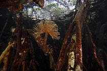 Feather Duster Worm (Sabellidae) filter feeding while attached to aerial root of Red Mangroves (Rhizophora mangle), Bastimentos Marine National Park, Bocas del Toro, Panama