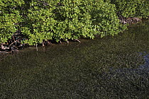 Red Mangrove (Rhizophora mangle) stand and seaweed, Twin Cays, Carrie Bow Cay, Belize