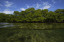 Hump Coral (Porites sp) growing directly under Red Mangrove (Rhizophora mangle), Bastimentos Marine National Park, Bocas del Toro, Panama