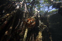 Red Mangrove (Rhizophora mangle) aerial roots provide space for a large community of invertebrates, Bastimentos Marine National Park, Bocas del Toro, Panama