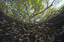 Red Mangrove (Rhizophora mangle) aerial roots providing shelter for school of small fish, Bastimentos Marine National Park, Bocas del Toro, Panama