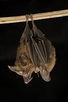 Hairy Big-eared Bat (Micronycteris hirsuta) pair roosting, Smithsonian Tropical Research Station, Barro Colorado Island, Panama