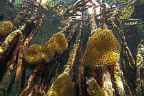Red Mangrove (Rhizophora mangle) aerial roots provide space for Sun Anemones (Stichodactyla helianthus), Bastimentos Marine National Park, Bocas del Toro, Panama
