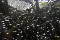 Red Mangrove (Rhizophora mangle) aerial roots providing shelter for school of small fish, Bastimentos Marine National Park, Bocas del Toro, Panama