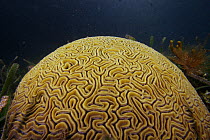 Brain Coral (Diploria labyrinthiformis), Bastimentos Marine National Park, Bocas del Toro, Panama