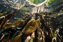 Red Mangrove (Rhizophora mangle) aerial roots provide space for Sun Anemones (Stichodactyla helianthus) and act as a shelter for small fish, Bastimentos Marine National Park, Bocas del Toro, Panama