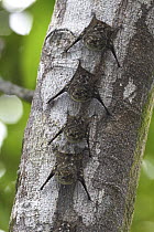 Proboscis Bat (Rhynchonycteris naso) group roosting on the underside of branch, Smithsonian Tropical Research Station, Barro Colorado Island, Panama