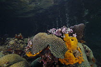 Great Star Coral (Montastraea cavernosa) growing directly beneath Red Mangroves (Rhizophora mangle), Bastimentos Marine National Park, Bocas del Toro, Panama