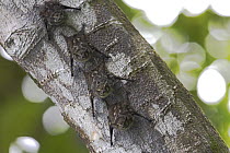 Proboscis Bat (Rhynchonycteris naso) group roosting on the underside of branch, Smithsonian Tropical Research Station, Barro Colorado Island, Panama