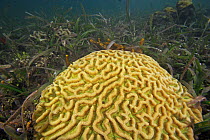 Brain Coral (Diploria labyrinthiformis) and seaweed, Bastimentos Marine National Park, Bocas del Toro, Panama