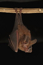 Hairy Big-eared Bat (Micronycteris hirsuta) roosting, Smithsonian Tropical Research Station, Barro Colorado Island, Panama
