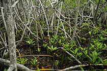 Red Mangrove (Rhizophora mangle) new growth, Twin Cays, Carrie Bow Cay, Belize