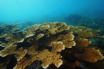 Elkhorn Coral (Acropora palmata), Bastimentos Marine National Park, Bocas del Toro, Panama