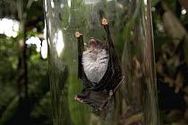 Spix's Disk-winged Bat (Thyroptera tricolor) placed in a glass cylinder to show suction cups on its wings, Smithsonian Tropical Research Station, Barro Colorado Island, Panama
