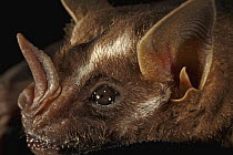 Thomas's Fruit-eating Bat (Artibeus watsoni) face, Smithsonian Tropical Research Station, Barro Colorado Island, Panama