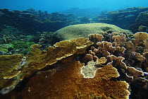 Elkhorn Coral (Acropora palmata), Bastimentos Marine National Park, Bocas del Toro, Panama