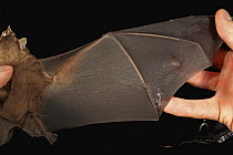 Leaf-nosed Bat (Phyllostomidae) wing, Smithsonian Tropical Research Station, Barro Colorado Island, Panama