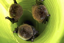 Spix's Disk-winged Bat (Thyroptera tricolor) group roosting in rolled up Heliconia (Heliconia sp) leaf with the help of tiny suction cups on their wings, Smithsonian Tropical Research Station, Barro C...