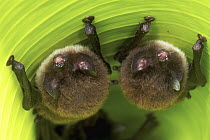 Spix's Disk-winged Bat (Thyroptera tricolor) pair roosting in rolled up Heliconia (Heliconia sp) leaf with the help of tiny suction cups on their wings, Smithsonian Tropical Research Station, Barro Co...