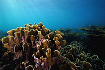 Bladed Fire Coral (Millepora complanata) on reef, Bastimentos Marine National Park, Bocas del Toro, Panama