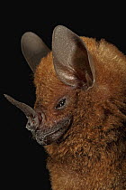 Seba's Short-tailed Bat (Carollia perspicillata), Smithsonian Tropical Research Station, Barro Colorado Island, Panama