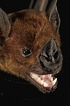 Greater Spear-nosed Bat (Phyllostomus hastatus) in defensive posture, Smithsonian Tropical Research Station, Barro Colorado Island, Panama