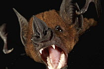 Greater Spear-nosed Bat (Phyllostomus hastatus) in defensive posture, Smithsonian Tropical Research Station, Barro Colorado Island, Panama