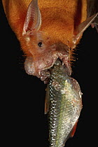Greater Bulldog Bat (Noctilio leporinus) feeding on a small fish, Smithsonian Tropical Research Station, Barro Colorado Island, Panama