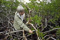 Red Mangrove (Rhizophora mangle) researcher Dr. Ilka Feller censusing long term observation plots, Twin Cays, Carrie Bow Cay, Belize