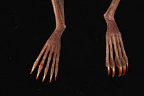 Greater Bulldog Bat (Noctilio leporinus) feet showing long claws used to catch fish, Smithsonian Tropical Research Station, Barro Colorado Island, Panama