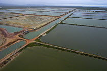 Shrimp farm that used to be a mangrove forest, north of Dangriga, Belize