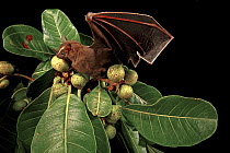 Great Fruit-eating Bat (Artibeus lituratus) feeding on fig, Smithsonian Tropical Research Station, Barro Colorado Island, Panama