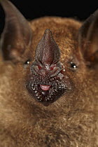 Chestnut Short-tailed Bat (Carollia castanea) showing nose used to fine tune echolocation, Smithsonian Tropical Research Station, Barro Colorado Island, Panama