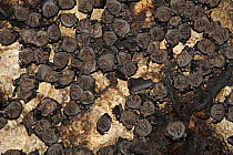 Jamaican Fruit-eating Bat (Artibeus jamaicensis) group roosting in a cave, Bocas del Toro, Panama