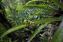 Red-eyed Tree Frog (Agalychnis callidryas) in lowland rainforest, La Selva, Costa Rica