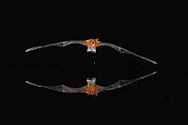Greater Bulldog Bat (Noctilio leporinus) flying over water, Smithsonian Tropical Research Station, Barro Colorado Island, Panama