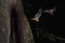 Greater Bulldog Bat (Noctilio leporinus) pair leaving its roost at nightfall, Smithsonian Tropical Research Station, Barro Colorado Island, Panama