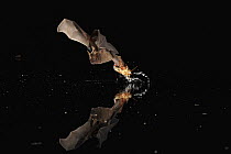 Long-legged Bat (Macrophyllum macrophyllum) flying over water surface catching dead and drowning insects, Smithsonian Tropical Research Station, Barro Colorado Island, Panama