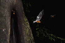 Greater Bulldog Bat (Noctilio leporinus) leaving its roost at nightfall, Smithsonian Tropical Research Station, Barro Colorado Island, Panama
