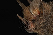 Long-legged Bat (Macrophyllum macrophyllum) profile, Smithsonian Tropical Research Station, Barro Colorado Island, Panama